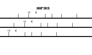 Human MAP3K8 qPCR primer set (NM_005204)