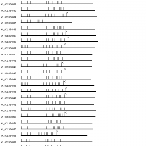 Human MAP4 qPCR primer set (NM_002375)