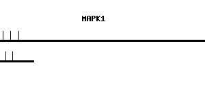 Human MAPK1 qPCR primer set (NM_002745)
