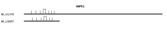 Human MAPK1 qPCR primer set (NM_002745)