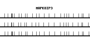 Human MAPK8IP3 qPCR primer set (NM_015133)
