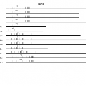 Human MAPK9 qPCR primer set (NM_002752)