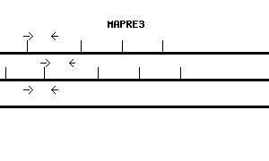 Human MAPRE3 qPCR primer set (NM_012326)