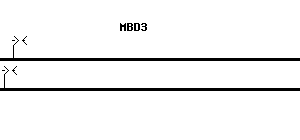 Human MBD3 qPCR primer set (NM_001281453)