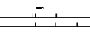 Human MBD5 qPCR primer set (NM_018328)