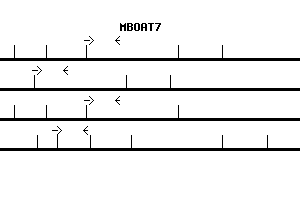 Human MBOAT7 qPCR primer set (NM_024298)