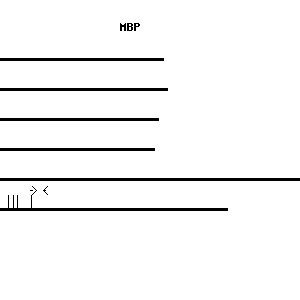 Human MBP qPCR primer set (NM_002385)