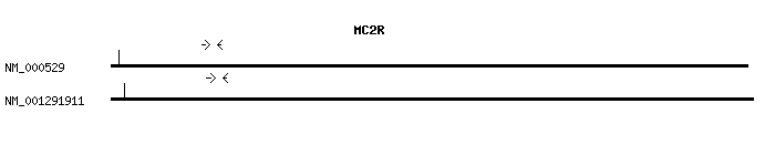 Human MC2R qPCR primer set (NM_000529)