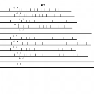 Human ME3 qPCR primer set (NM_006680)