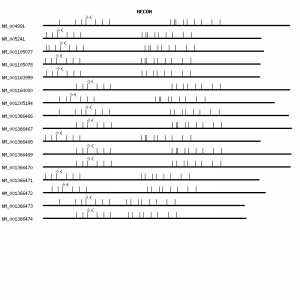 Human MECOM qPCR primer set (NM_004991)