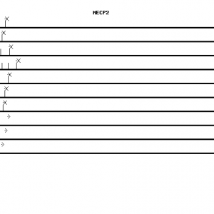 Human MECP2 qPCR primer set (NM_004992)