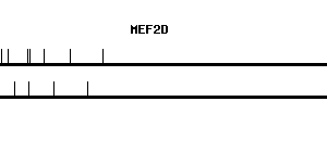Human MEF2D qPCR primer set (NM_005920)