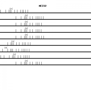 Human MEIS2 qPCR primer set (NM_002399)