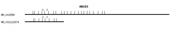 Human ABCD3 qPCR primer set (NM_002858)