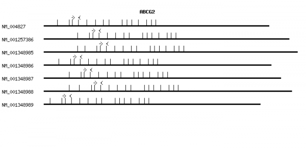 Human ABCG2 qPCR primer set (NM_004827)
