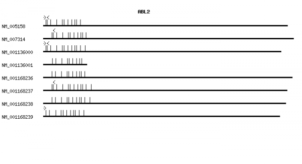 Human ABL2 qPCR primer set (NM_005158)