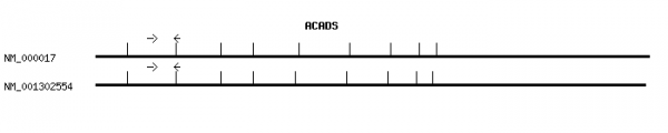 Human ACADS qPCR primer set (NM_000017)