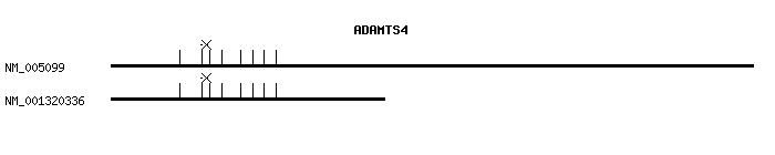 Human ADAMTS4 qPCR primer set (NM_005099)