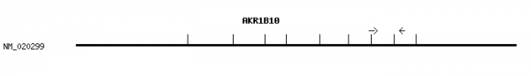 Human AKR1B10 qPCR primer set (NM_020299)