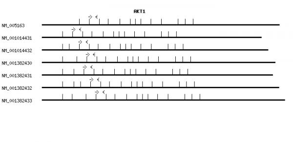 Human AKT1 qPCR primer set (NM_005163)