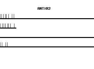 Human ANTXR2 qPCR primer set (NM_058172)