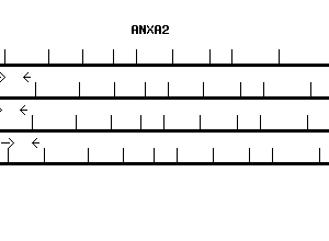 Human ANXA2 qPCR primer set (NM_004039)