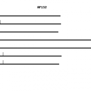 Human AP1S2 qPCR primer set (NM_003916)
