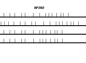Human AP2A2 qPCR primer set (NM_012305)