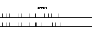 Human AP2B1 qPCR primer set (NM_001282)