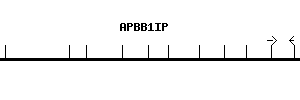 Human APBB1IP qPCR primer set (NM_019043)