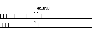 Human ARID3B qPCR primer set (NM_006465)