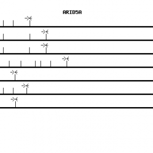 Human ARID5A qPCR primer set (NM_212481)
