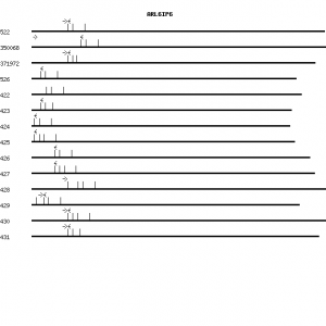 Human ARL6IP6 qPCR primer set (NM_152522)