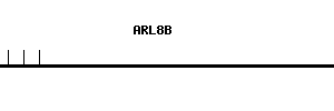 Human ARL8B qPCR primer set (NM_018184)