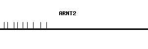 Human ARNT2 qPCR primer set (NM_014862)