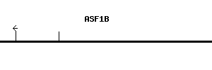 Human ASF1B qPCR primer set (NM_018154)