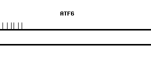 Human ATF6 qPCR primer set (NM_007348)