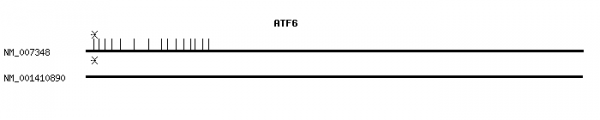 Human ATF6 qPCR primer set (NM_007348)