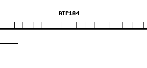 Human ATP1A4 qPCR primer set (NM_144699)