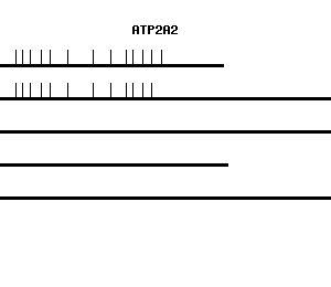 Human ATP2A2 qPCR primer set (NM_001681)