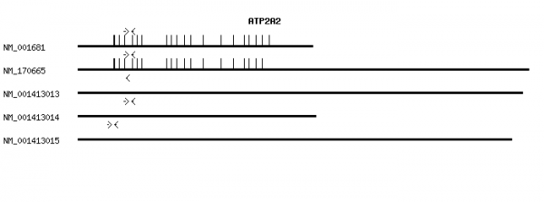 Human ATP2A2 qPCR primer set (NM_001681)