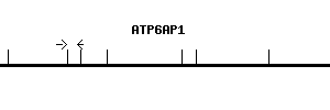 Human ATP6AP1 qPCR primer set (NM_001183)
