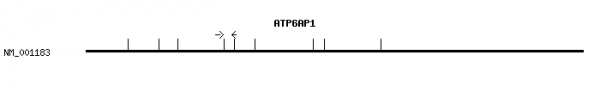 Human ATP6AP1 qPCR primer set (NM_001183)