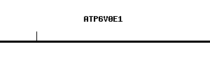 Human ATP6V0E1 qPCR primer set (NM_003945)