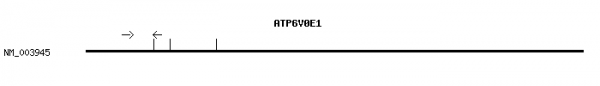 Human ATP6V0E1 qPCR primer set (NM_003945)
