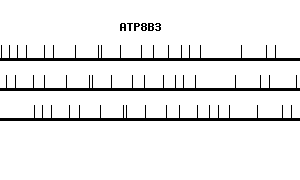 Human ATP8B3 qPCR primer set (NM_138813)