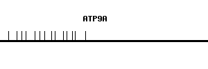 Human ATP9A qPCR primer set (NM_006045)