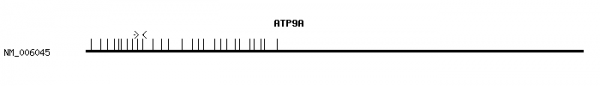 Human ATP9A qPCR primer set (NM_006045)