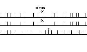 Human ATP9B qPCR primer set (NM_198531)