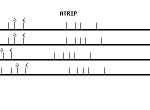 Human ATRIP qPCR primer set (NM_032166)